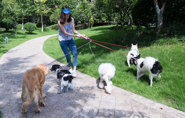 犬只泛滥丽江古城拟“治狗”：每户限养1只还要收管理费