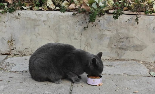 感谢Boopucat波普猫捐赠200箱罐头，助力流浪动物饱暖