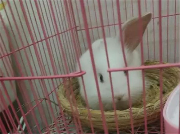 兔子会乱拉乱尿吗