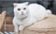养一只猫一个月最少花多少钱