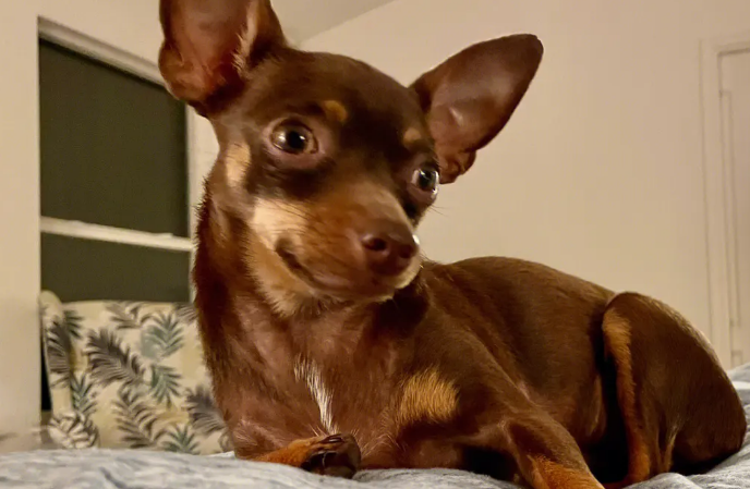 训练小鹿犬，让它成为听话的好狗狗！