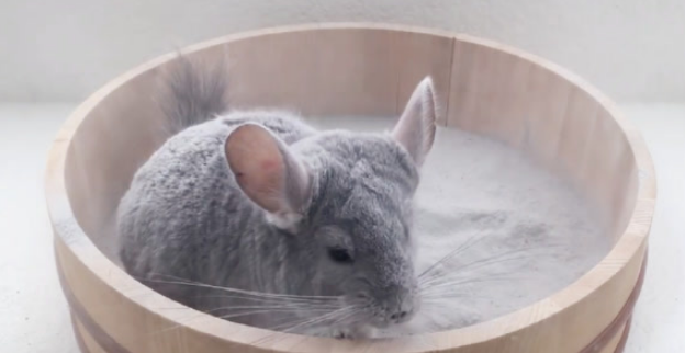 龙猫如何洗澡 妙用两招教会小龙猫洗澡澡 龙猫如何洗澡 妙用两招教会小龙猫洗澡澡