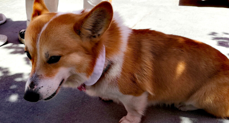 狗狗品种:威尔士柯基犬 狗狗品种:威尔士柯基犬