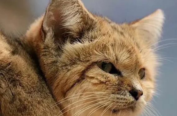 体重不足6斤的沙漠猫,却把毒蛇当辣条吃,喝水怎么解决? 体重不足6斤的沙漠猫,却把毒蛇当辣条吃,喝水怎么解决?