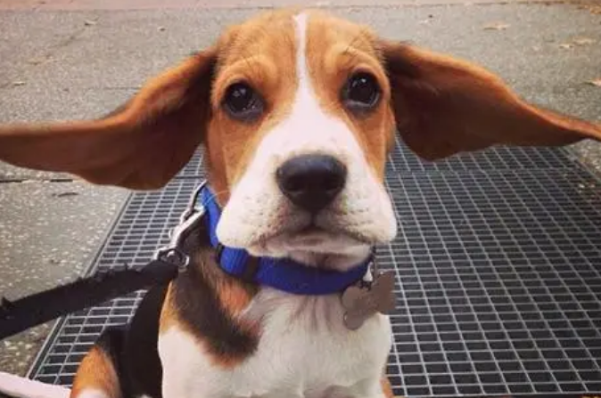 比格犬的种类 选宠需要注意哪几点 比格犬的种类 选宠需要注意哪几点