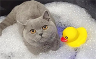 小猫多久可以洗澡