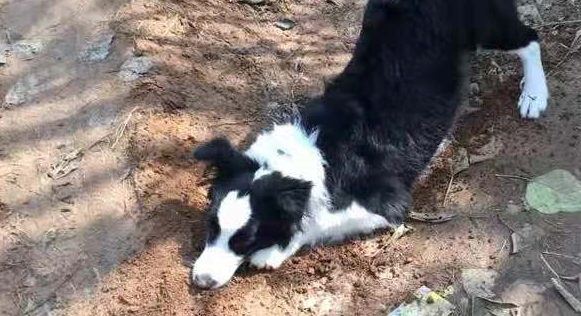 与刚到家的边境牧羊犬斗智斗勇之后,我还是果断的认输了 与刚到家的边境牧羊犬斗智斗勇之后,我还是果断的认输了