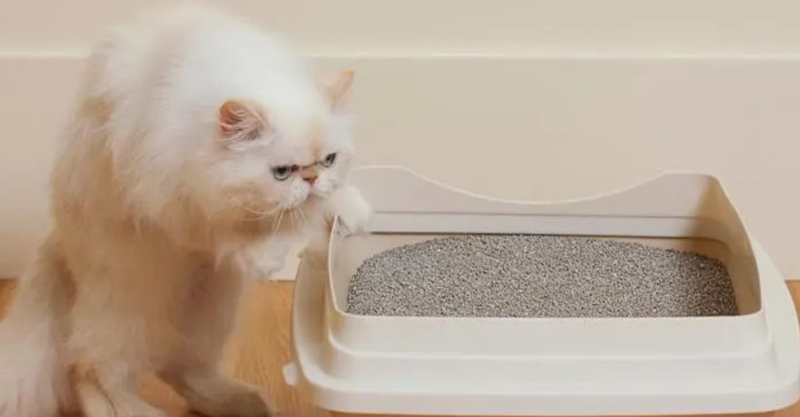 怎么让猫在猫砂里拉屎 怎么让猫在猫砂里拉屎