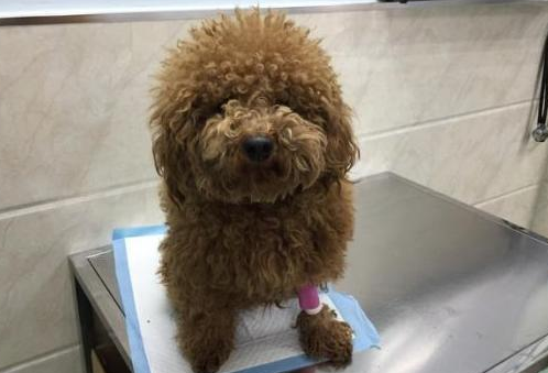 怎么确定狗狗得了胰腺炎
