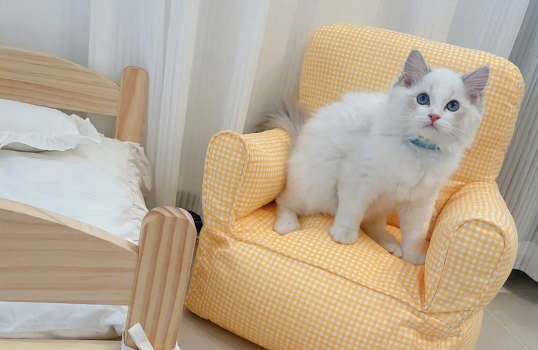 养猫首选什么沙发 养猫首选什么沙发