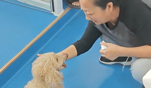 主人给17岁贵宾犬安乐死，它目不转睛看了家人很久很久，太诛心