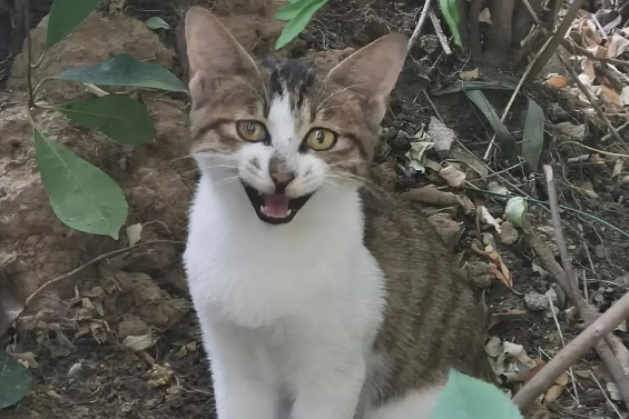 小猫咪太貌美,我和狗子都沦陷了 小猫咪太貌美,我和狗子都沦陷了