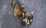 小猫沾到了污水生病