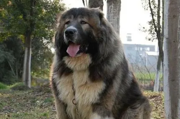 高加索犬吃的多吗？需要补充高热量食物