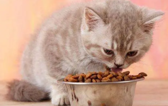 小猫多久断奶吃猫粮