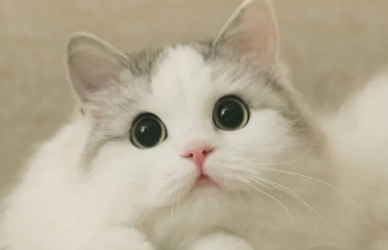 怎样判断猫是不是得了胰腺炎