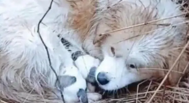 流浪田园犬在雨中,被冻得直发抖也不远离去,只为保护怀中孩子 流浪田园犬在雨中,被冻得直发抖也不远离去,只为保护怀中孩子