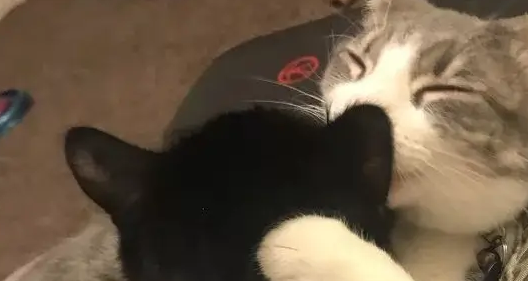 一个女人救了一只丢在路边的小猫,却因此改变了她的生活 一个女人救了一只丢在路边的小猫,却因此改变了她的生活