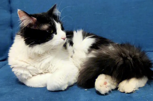 仿制舌头 让猫主人和猫互舔以增加亲密度 仿制舌头 让猫主人和猫互舔以增加亲密度