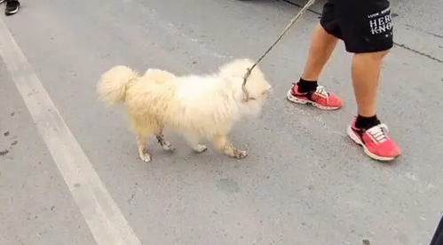 蓬安县桑梓景区内有犬只跑跳玩闹,狗主还是该管好狗狗! 蓬安县桑梓景区内有犬只跑跳玩闹,狗主还是该管好狗狗!