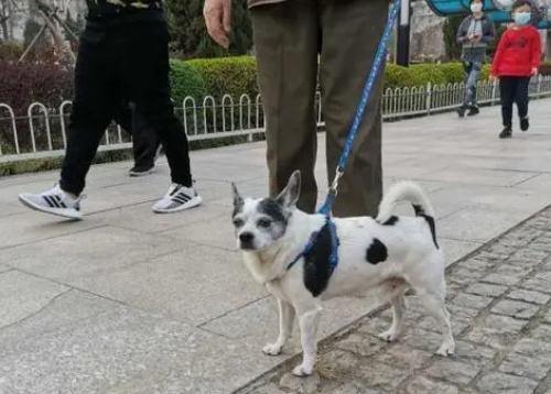河北区人民法院以案说法：替人遛狗 出了事该谁赔？