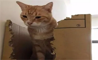 怎么告诉猫这是他的窝
