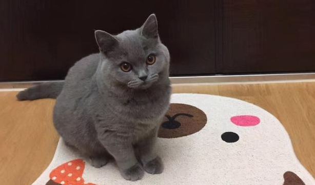 丁香英短和蓝猫英短哪个值钱