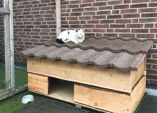 网友打造猫咪豪宅,只为赢得一只流浪猫的芳心,最后成功把它收编 网友打造猫咪豪宅,只为赢得一只流浪猫的芳心,最后成功把它收编