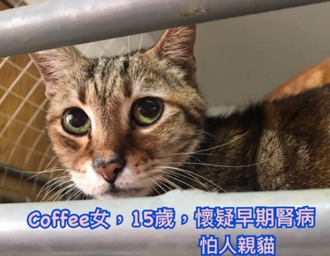 义工患癌症晚期，猫舍老猫或流离失所唯一心愿：只想猫猫有好归宿