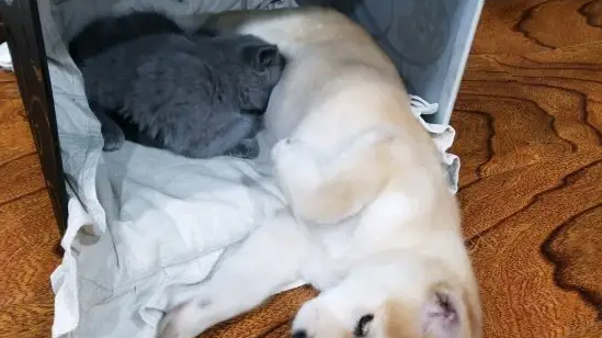 柴犬仗着个子大欺负小猫,结果反被制服了,出来就不想回去 柴犬仗着个子大欺负小猫,结果反被制服了,出来就不想回去