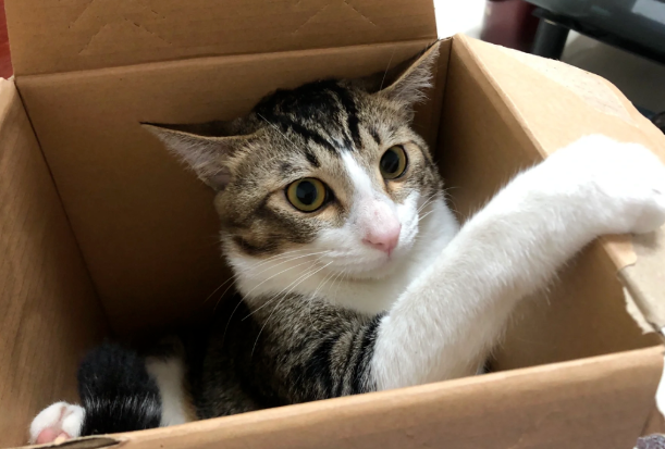 网友说她家猫一抱起来就变丑，本来不信，结果进去一看......