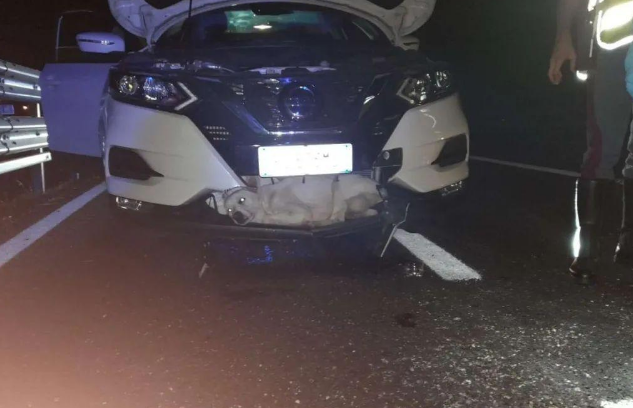 流浪狗在高速被时速80迈的车撞得嵌进前保险杠，万幸只伤了条前腿
