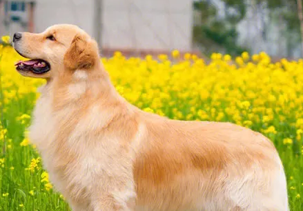 金毛寻回犬：为什么它是最受欢迎的家庭犬之一？