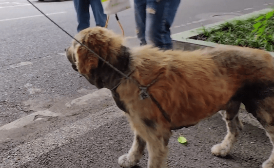满是狼狈的金毛犬，不知历经了多少磨难，才遇到一位愿意帮它的人