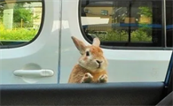 开车路上遇到兔子好不好