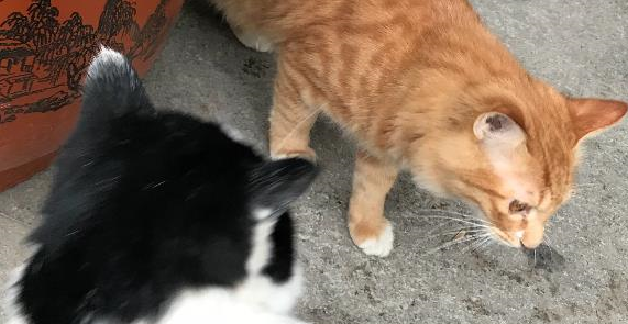 奶牛猫和橘猫交手，光看体型就不是大橘的对手！橘猫：自不量力