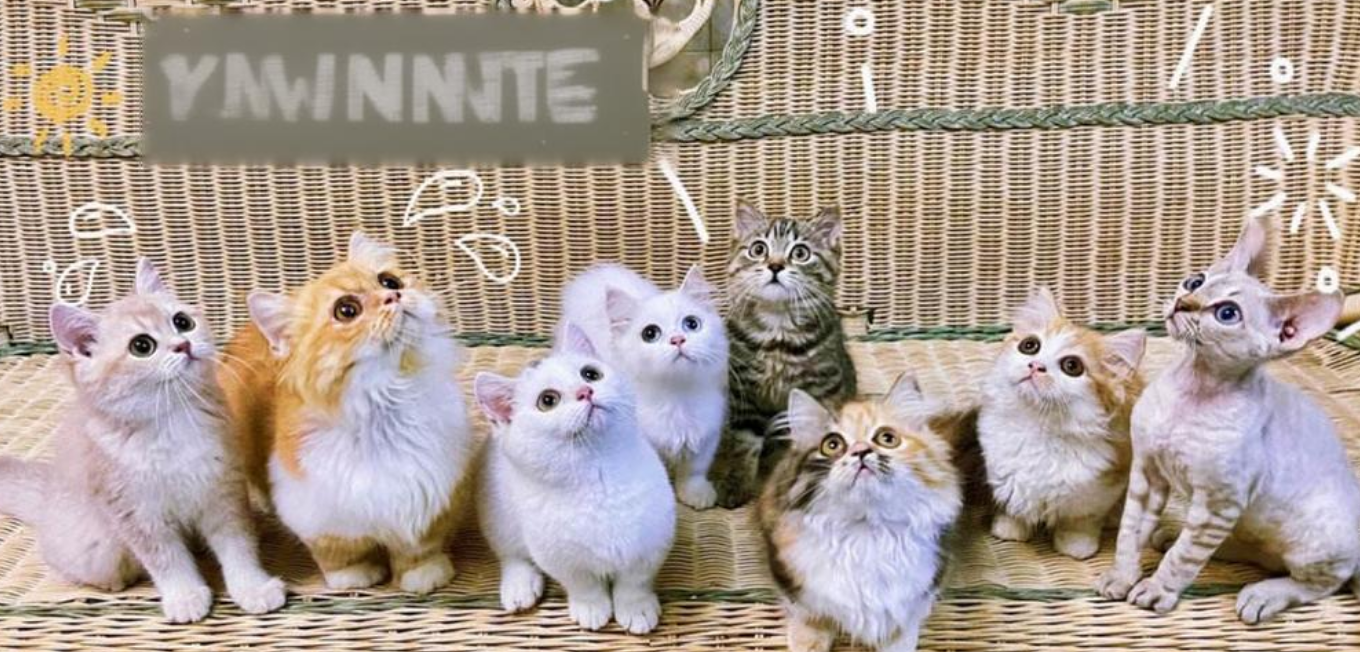 养10只宠物猫一年利润 养10只宠物猫一年利润