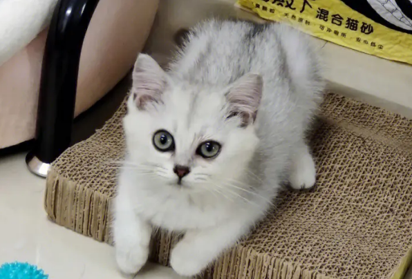 小猫脐带多久脱落
