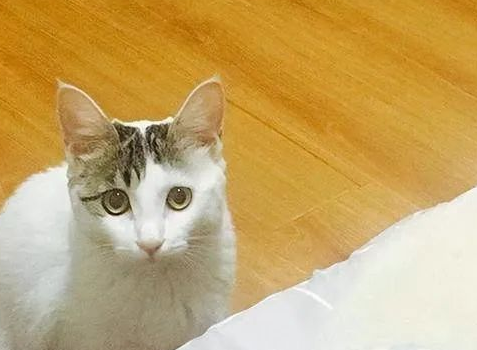 猫咪是如何区分“主人”和“其他人”的?原来它们这么聪明! 猫咪是如何区分“主人”和“其他人”的?原来它们这么聪明!