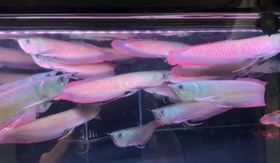 七彩银龙骗局
