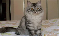 一般的猫身长多少厘米