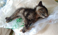 小猫死了咋处理