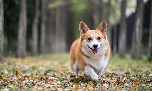 怎么教狗狗上自己视频 怎么教狗狗上自己视频