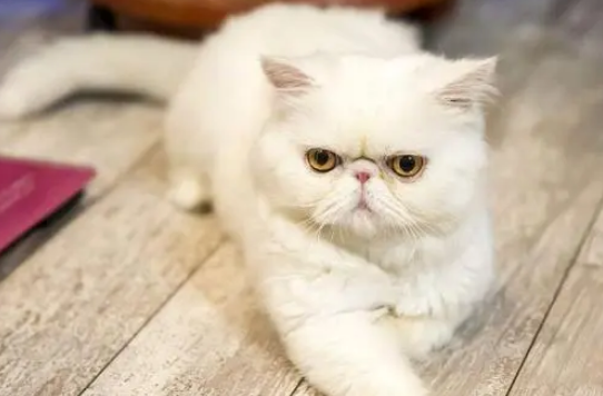 长得像鳌拜的猫叫什么