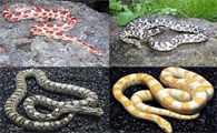 适合新手养的十种蛇无毒