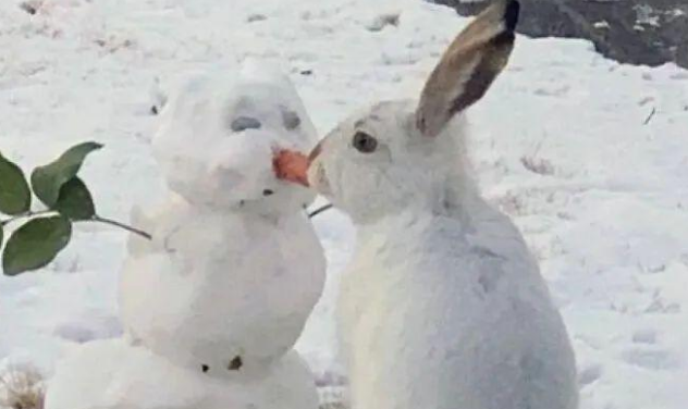 网友拍到雪人被兔子亲亲的一幕,实则是兔兔在啃雪人的胡萝卜鼻子 网友拍到雪人被兔子亲亲的一幕,实则是兔兔在啃雪人的胡萝卜鼻子