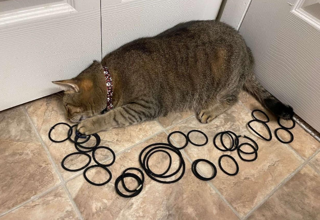 猫咪对主人的发圈爱不释手,巧合之下它发现家里竟有一处发绳宝藏 猫咪对主人的发圈爱不释手,巧合之下它发现家里竟有一处发绳宝藏