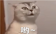呦猫表情包