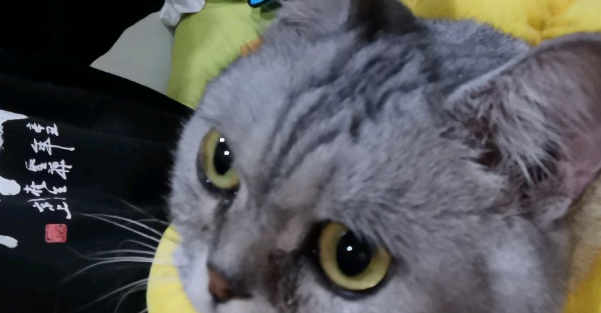 猫狗是不是冤家?看我家猫狗同框有故事 猫狗是不是冤家?看我家猫狗同框有故事