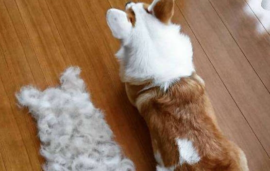 柯基犬掉毛的解决办法